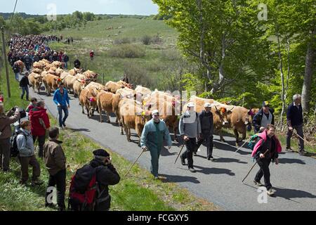 TRANSHUMANCE FESTIVAL, LOZERE (48), FRANCE Stock Photo