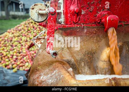 APPLE JUICE COMING OUT OF THE HYDRAULIC PRESS, THE MAKING OF FARM CIDER, CLAUDE COURBE'S FARM, RUGLES (27), FRANCE Stock Photo