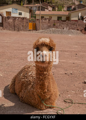 Alpaca covered in sawdust sitting on gravel ground at a farm in a village in Peru, South America. Stock Photo