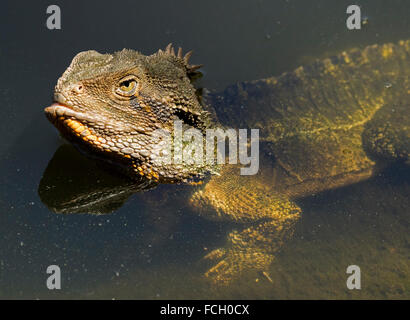 Australian eastern water dragon lizard, Physignathus lesueurii in water with head above & body visible below clear water in urban park Stock Photo