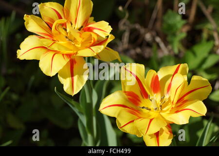 Double tulip. Tulipa Monsella. Yellow-red tulip. Stock Photo