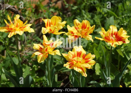 Double tulip. Tulipa Monsella. Yellow-red tulip. Stock Photo