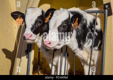 HOLSTEIN FRIESIAN CALF Stock Photo