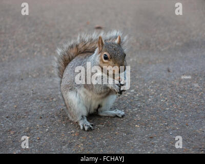 A squirrel eats a nut in St James's Park in central London Stock Photo