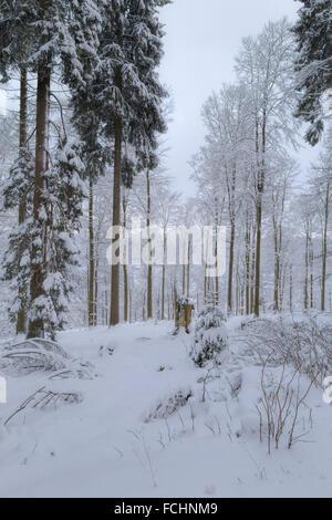 Forest blanketed with fresh snow, Girkhausen, Bad Berleburg, in Sauerland, North Rhine-Westphalia, Germany. Stock Photo