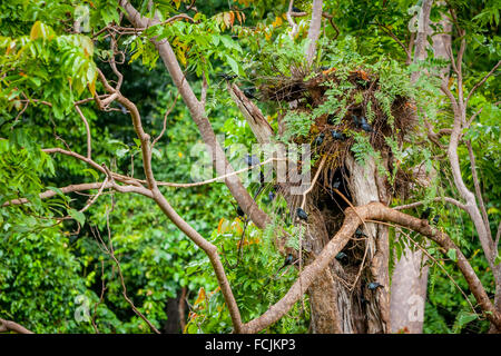 Nest of metallic starling (Aplonis metallica) on a large tree in the middle of tropical rainforest, Molucca, Indonesia. Stock Photo