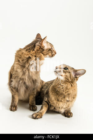 Oriental short hair cat Stock Photo