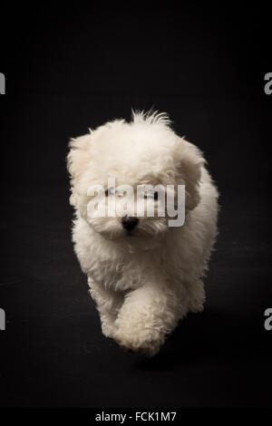 Bichon Frise posing on a white background Stock Photo