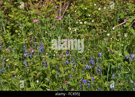 Spring wild flowers Stock Photo