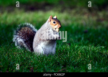 Bristol, UK. 23rd January, 2016. UK Weather. On a very mild day for the time of year a gray squirrel is seen eating a peanut . Location Bristol Park Street. Credit:  Robert Timoney/Ģ����ý Live News Stock Photo
