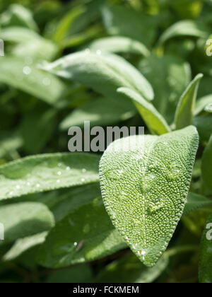 The aromatic culinary herb called Salvia officinalis or sage with water droplets on leaves Stock Photo