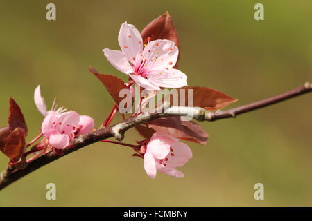 The elegance of cherry plum Stock Photo