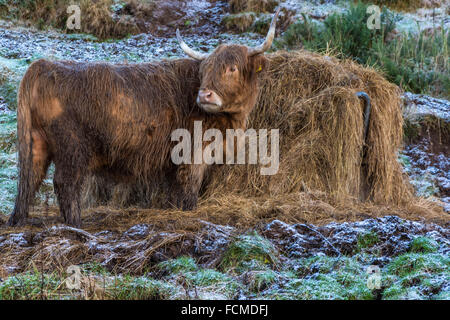 Highland Cows, Rogart, Sutherland, Scotland, United Kingdom Stock Photo