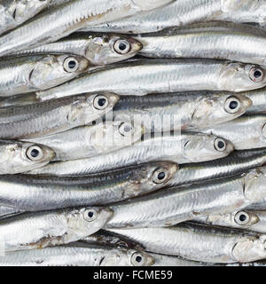 Fresh anchovies prepared seafood background texture or pattern. Raw food. Stock Photo