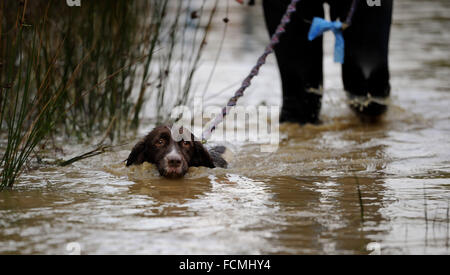 Aldershot, Hants, UK. 23rd January, 2016. Participants of the Brutal women only  10km canicross race at Long valley Aldershot Hampshire struggle with  streams and puddles that are flooded including this dog that had to swim  due to the recent bad weather.  The recent weather made the Brutal 10km off road course live up to its name as the puddles and streams where up to waste height in many places with early runners having to break the ice as they entered the water.  Credit:  PBWPIX/Alamy Live News Stock Photo