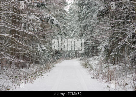 Snowy path silent winer forest covered with snow Stock Photo