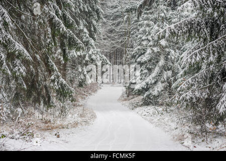 Snowy path silent winer forest covered with snow Stock Photo