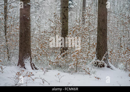 Silent chilly winer forest covered with snow Stock Photo