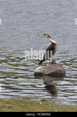 Young Cormorant (Phalacrocorax carbo) standing on a rock, Drift Reservoir, Cornwall, England, UK. Stock Photo