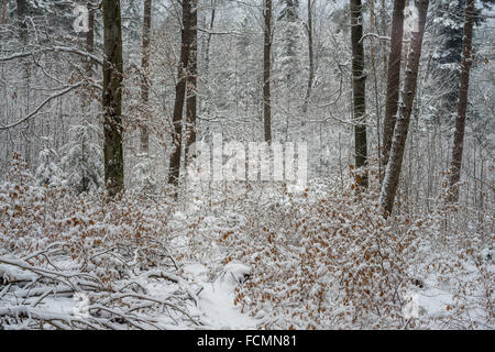 Silent chilly winer forest covered with snow Stock Photo