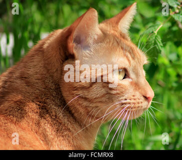 Ginger tom cat in the garden Stock Photo