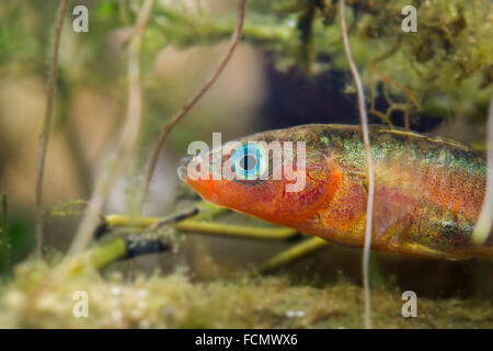 Netherlands, Rotterdam, The three-spined stickleback (Gasterosteus aculeatus). Mating season. Male with blue eyes and red belly Stock Photo