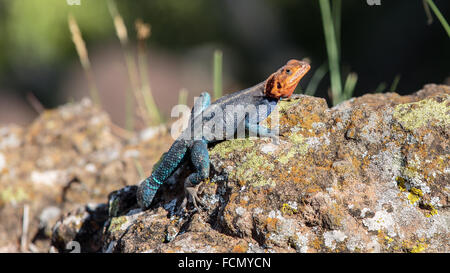 Colorful lizard Stock Photo