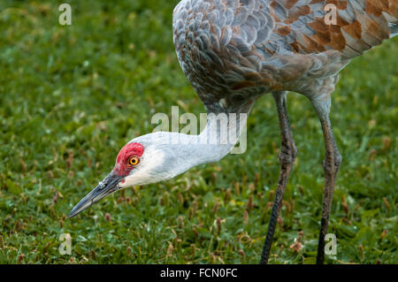 Side view of Lesser Sandhill Crane, Grus canadensis canadensis, Homer, Alaska, USA Stock Photo