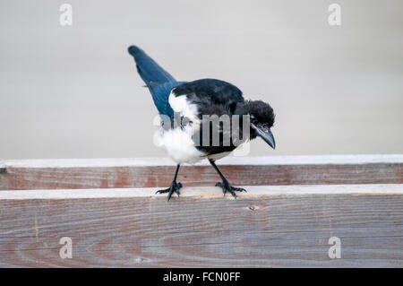 Adult Black-billed Magpie or American Magpie, Pica hudsonia, perched on a fence, Katmai, Alaska, USA, North America Stock Photo