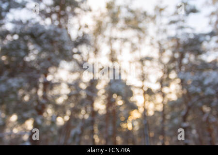 Blurred pines in the winter forest Stock Photo