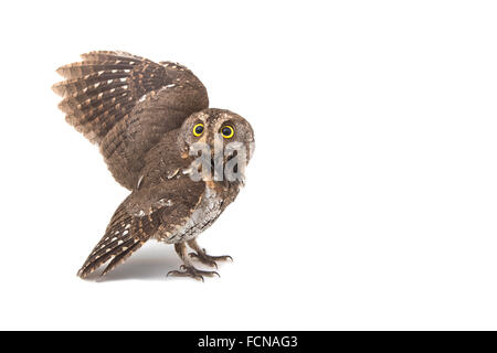 Oriental scops-owl isolate on white background Stock Photo