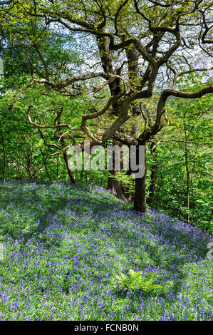 Bluebells beneath old English Oak trees in a spring woodland. Stock Photo