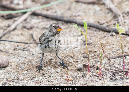 Female Medium Ground Finch, Geospiza fortis, Isla Isabela, Galapagos Islands, Ecuador Stock Photo