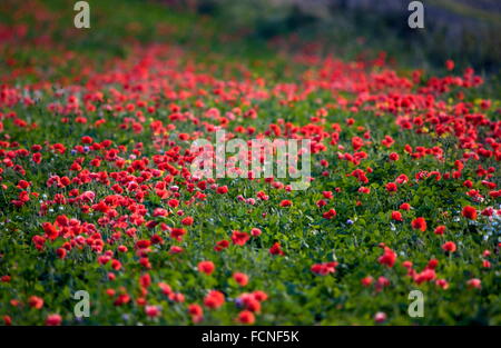 AJAX NEWS PHOTOS. 2005.FRANCE. - POPPIES IN A FIELD BETWEEN LE TOUQUET AND BOULOGNE. PHOTO:JONATHAN EASTLAND/AJAX REF:D50109/386 Stock Photo
