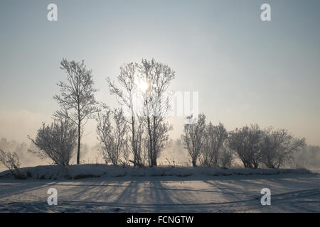 The light of the sun through the tree tops Stock Photo