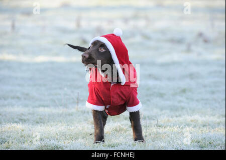 Working Cocker Spaniel (male), 8 months old, standing in a Santa outfit, with hood up, in frosty field, Bentley, Suffolk, Dec 20 Stock Photo