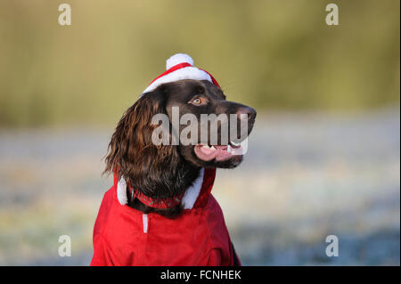 Working Cocker Spaniel, 8 months old, wearing Santa outfit, in frosty field, Bentley, Suffolk, Dec 2014 Stock Photo