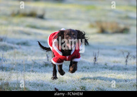 Working Cocker Spaniel (male), 8 months old, running in a Santa outfit, in frosty field, Bentley, Suffolk, Dec 2014 Stock Photo