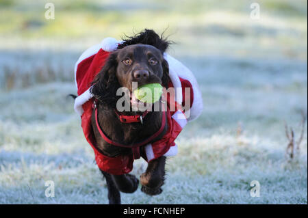 Working Cocker Spaniel (male), 8 months old, running in a Santa outfit, with tennis ball in his mouth, in frosty field, Bentley, Stock Photo