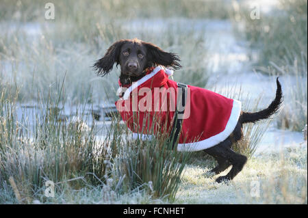 Working Cocker Spaniel (male), 8 months old, in a Santa outfit, with hood down over his eyes, in frosty water meadow, Bentley, S Stock Photo