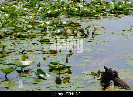 Common snapping turtle sitting on log in a pond covered with water lilies. Stock Photo