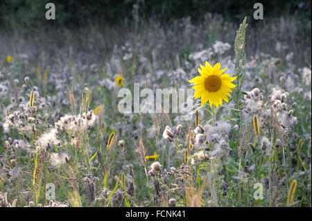 Sunflower (Helianthus Annuus) and Thistle seedheads (Creeping Thistle, Cirsium arvense) growing in set aside field near Holbrook Stock Photo