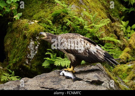 Immature Eagle eating Salmon on Rock.  Background rocks covered with moss and Ferns in this Rain Forest area. Stock Photo