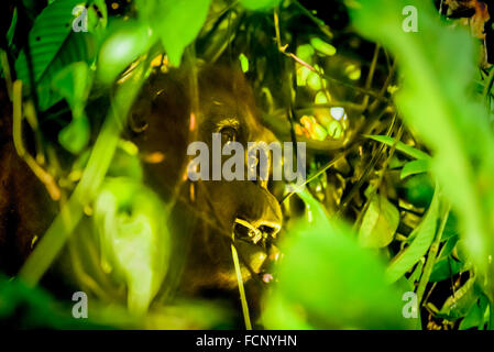 Northeast Bornean orangutan (Pongo pygmaeus morio). Adult female individual eating below tree canopy in Kalimantan, Indonesia. Stock Photo