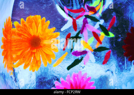 Multicolored flowers frozen into the ice box transparent Stock Photo
