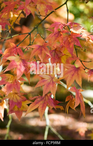 Acer palmatum ssp amoenum leaves in Autumn. Stock Photo