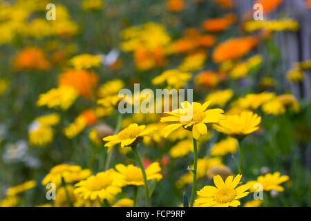 Glebionis segetum. Corn marigold and english marigolds. Stock Photo