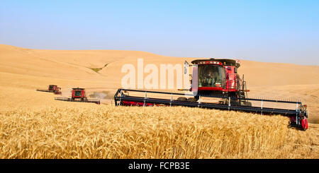 Multiple Case combines harvesting wheat on the hills of the Palouse ...