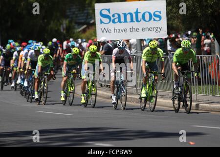 Adelaide, Australia. 24th January 2016.  Tinkoff team lead out the peleton during Stage 6 of the Santos Tour Down Under on 24 January, 2016 in Adelaide, Australia. Credit:  Peter Mundy/Alamy Live News Stock Photo