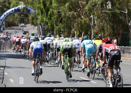 Adelaide, Australia. 24th January 2016.  The peleton begins the climb up Montefiore hill during Stage 6 of the Santos Tour Down Under on 24 January, 2016 in Adelaide, Australia. Credit:  Peter Mundy/Alamy Live News Stock Photo